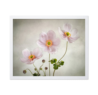 Pink Japanese Anemones