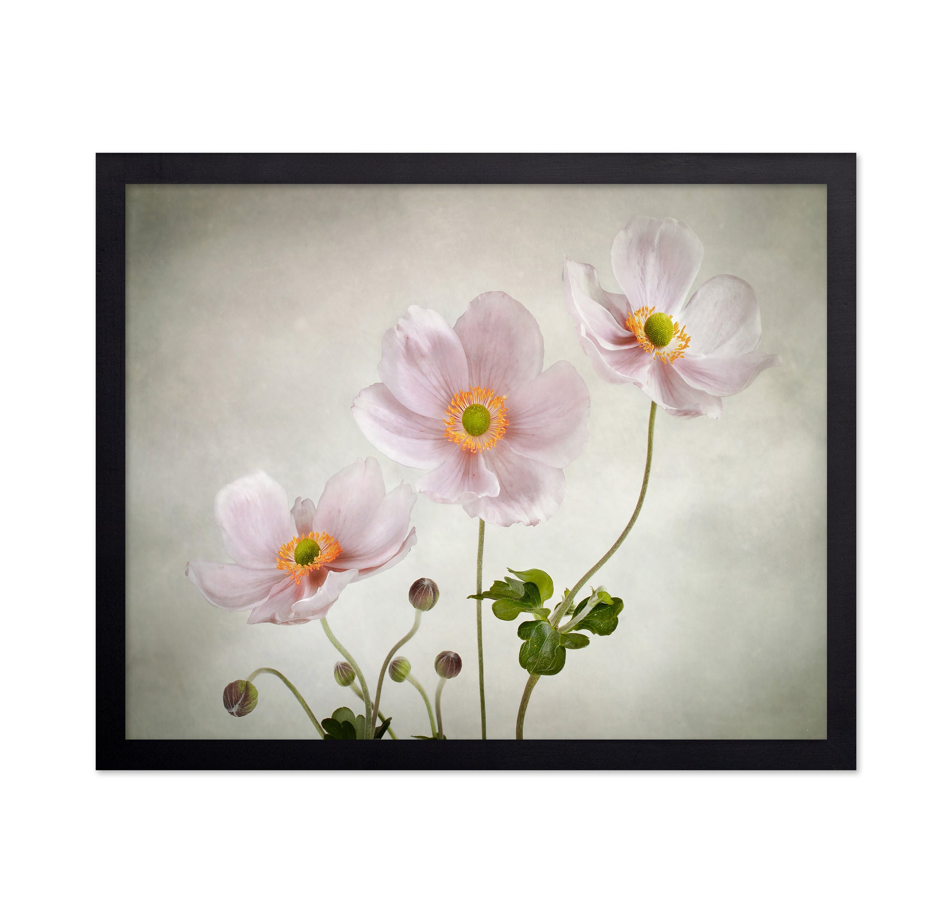Pink Japanese Anemones