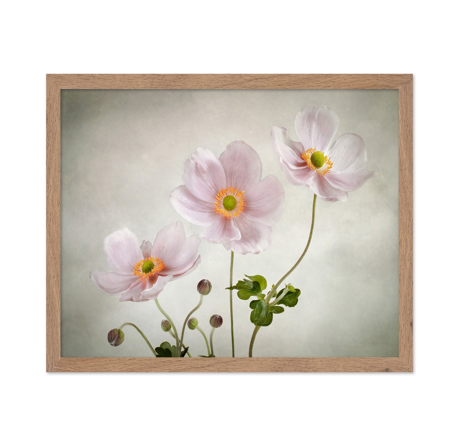 Pink Japanese Anemones