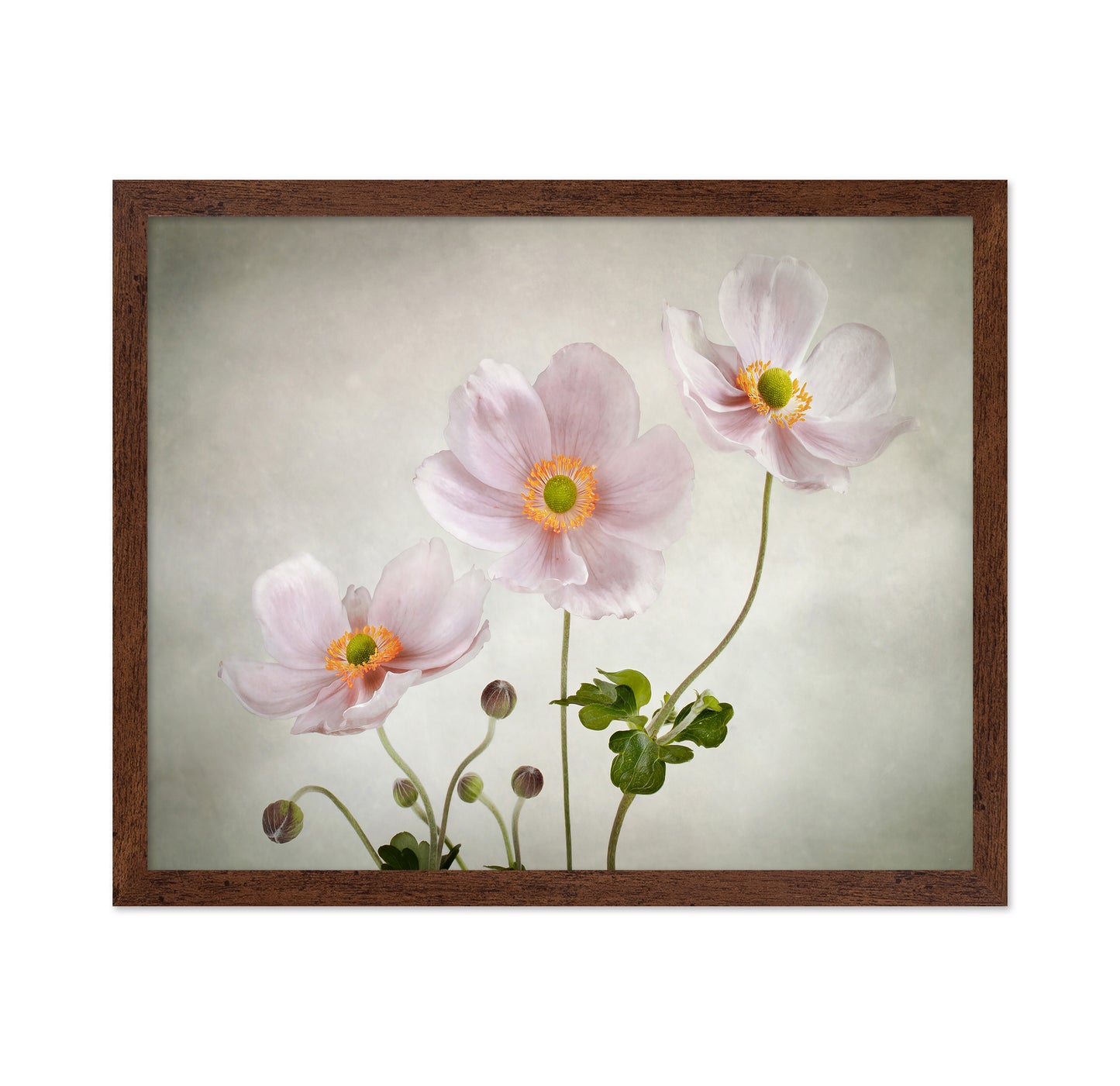 Pink Japanese Anemones