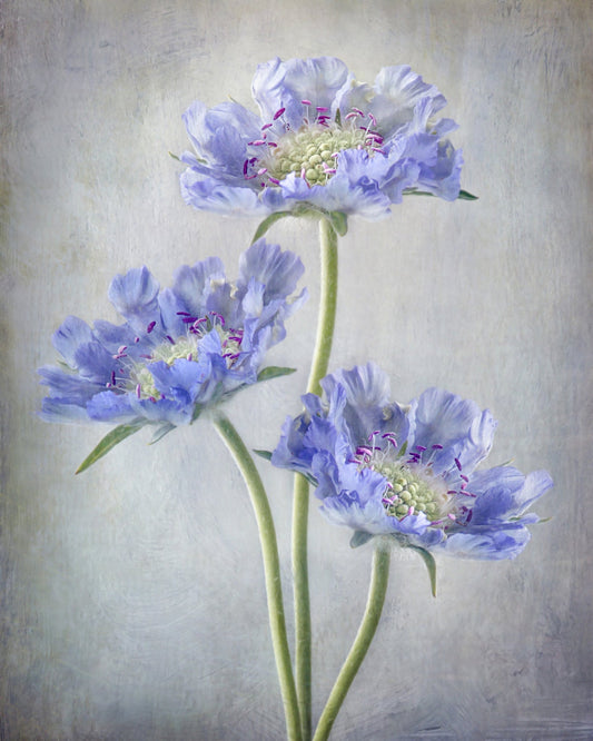 Blue Scabiosa Flowers