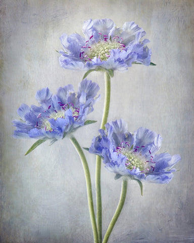 Blue Scabiosa Flowers