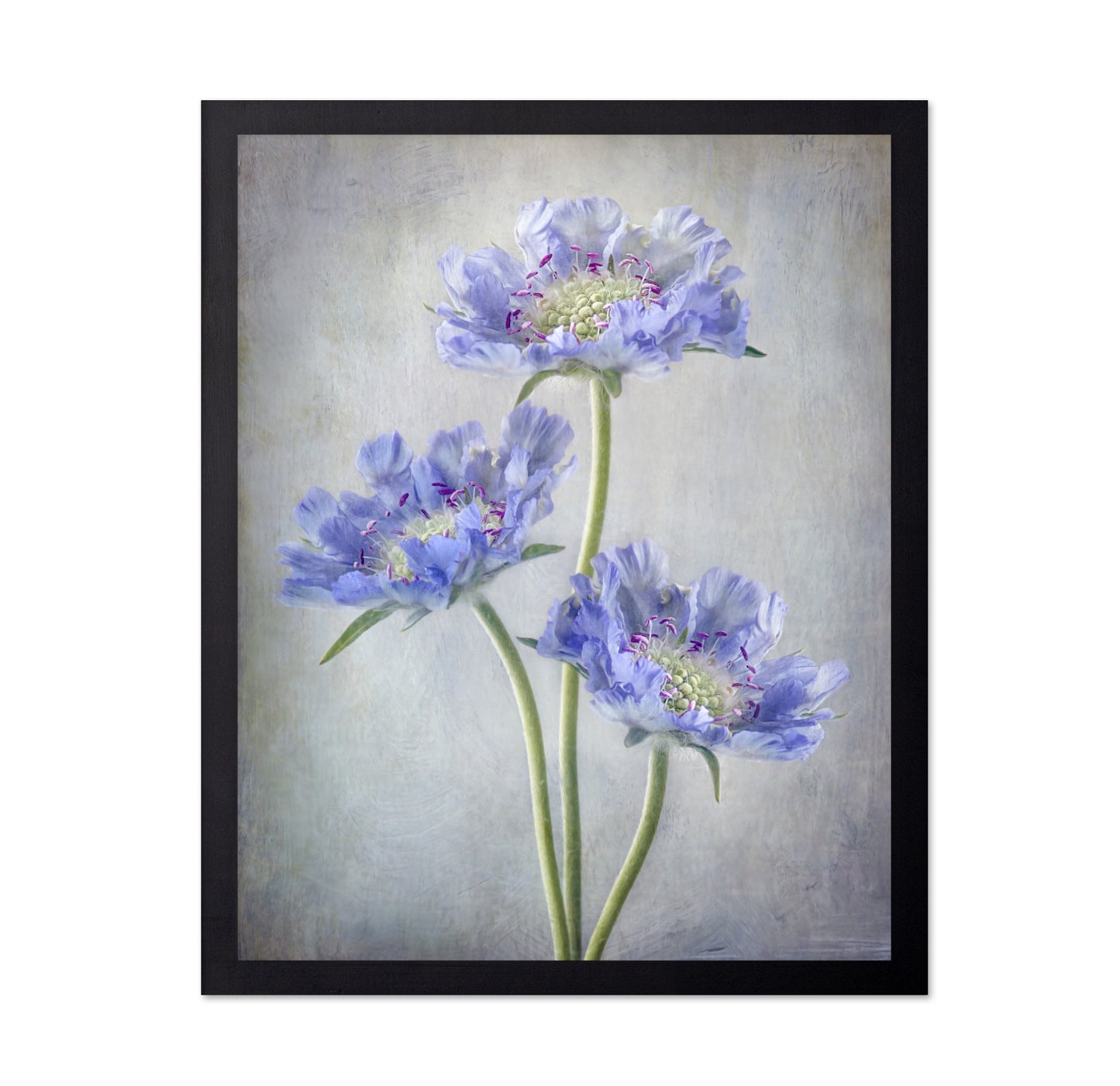 Blue Scabiosa Flowers