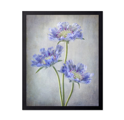 Blue Scabiosa Flowers