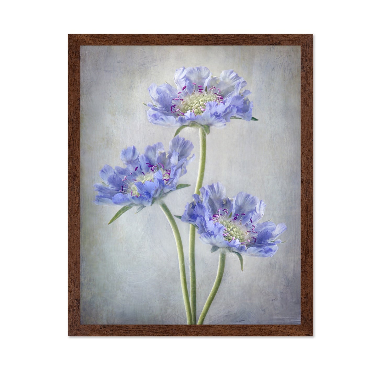 Blue Scabiosa Flowers
