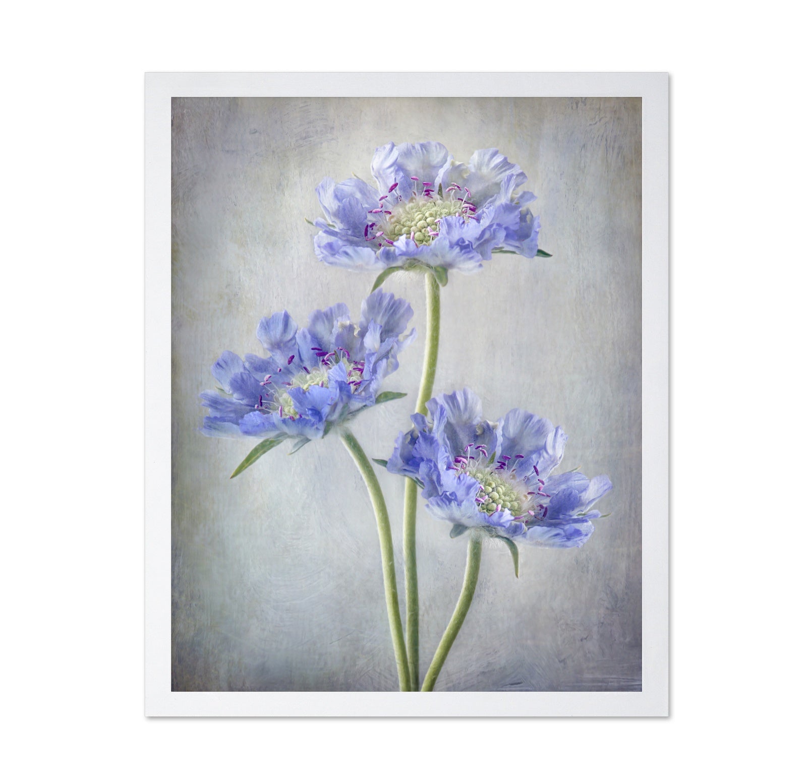 Blue Scabiosa Flowers