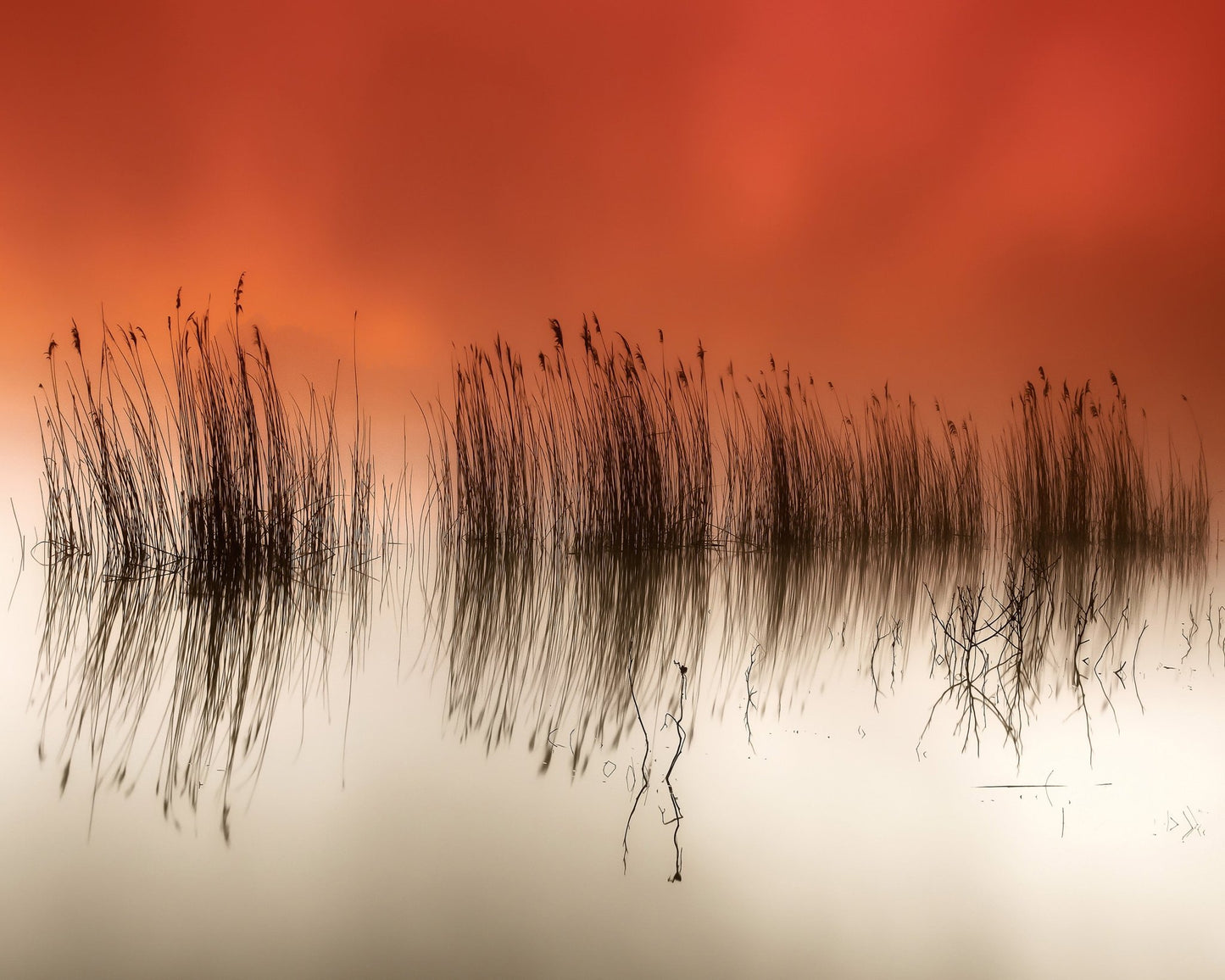Sunset Lake Reeds