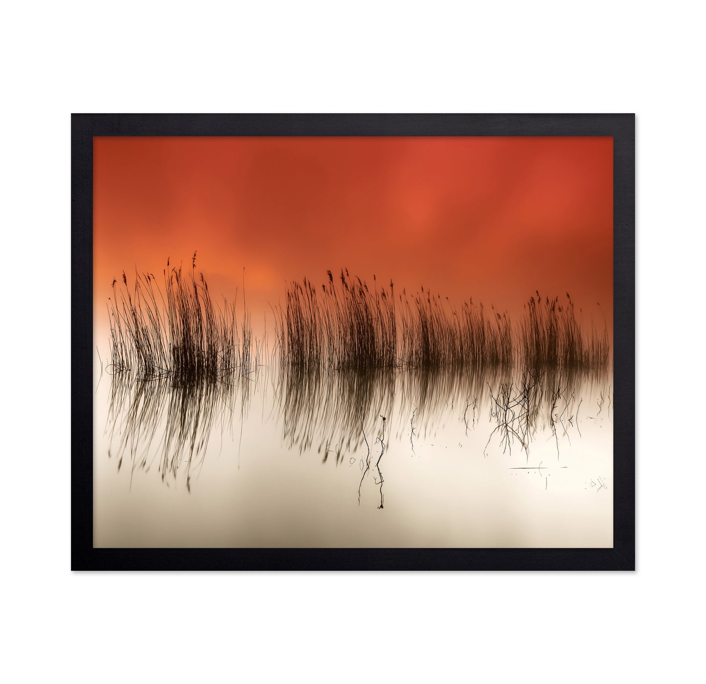 Sunset Lake Reeds
