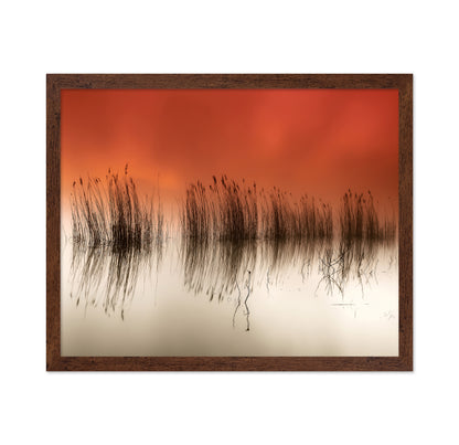 Sunset Lake Reeds
