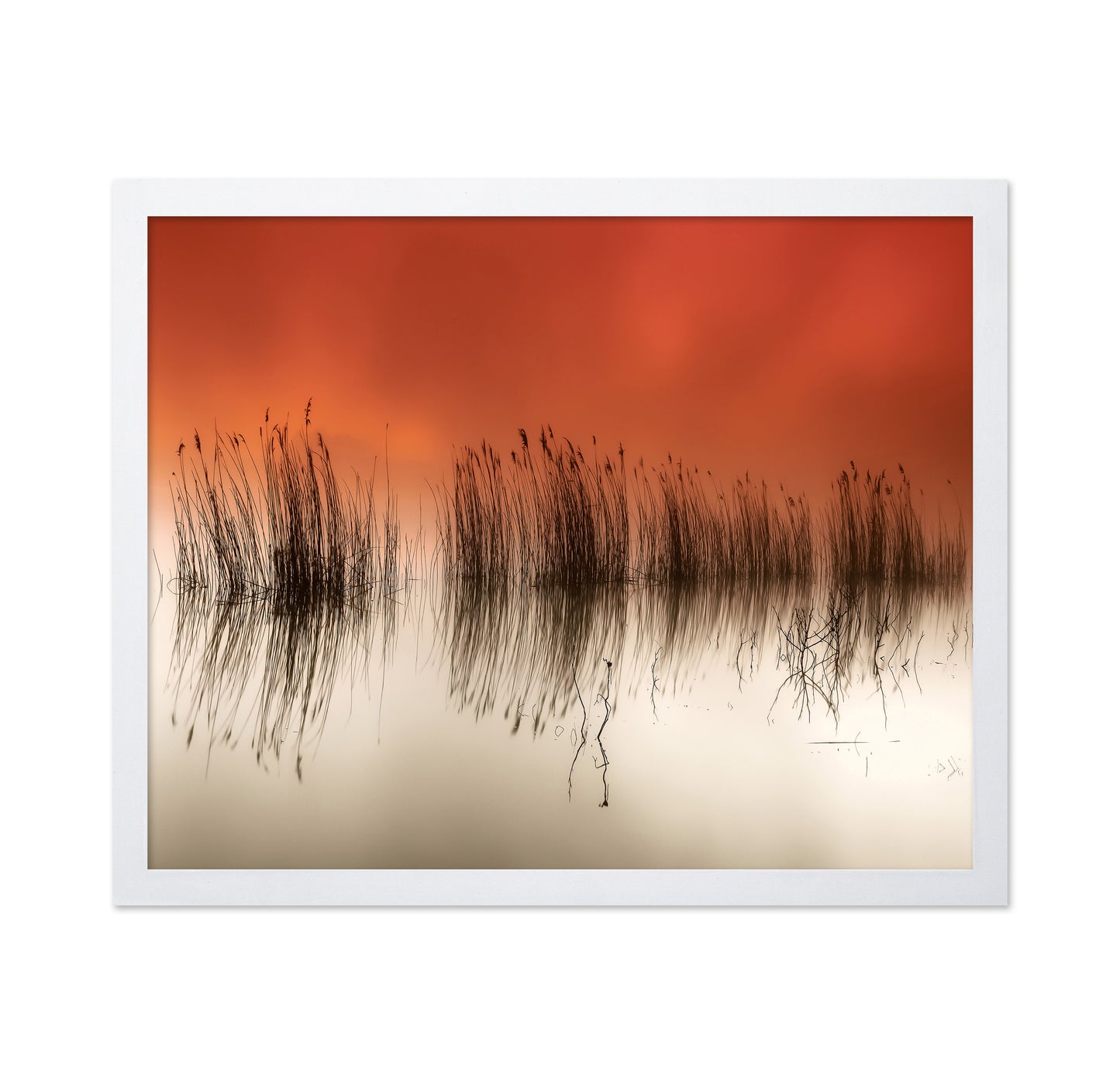 Sunset Lake Reeds
