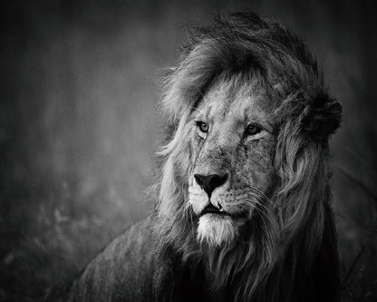 Majestic Lion Portrait