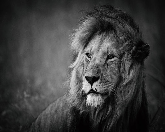 Majestic Lion Portrait