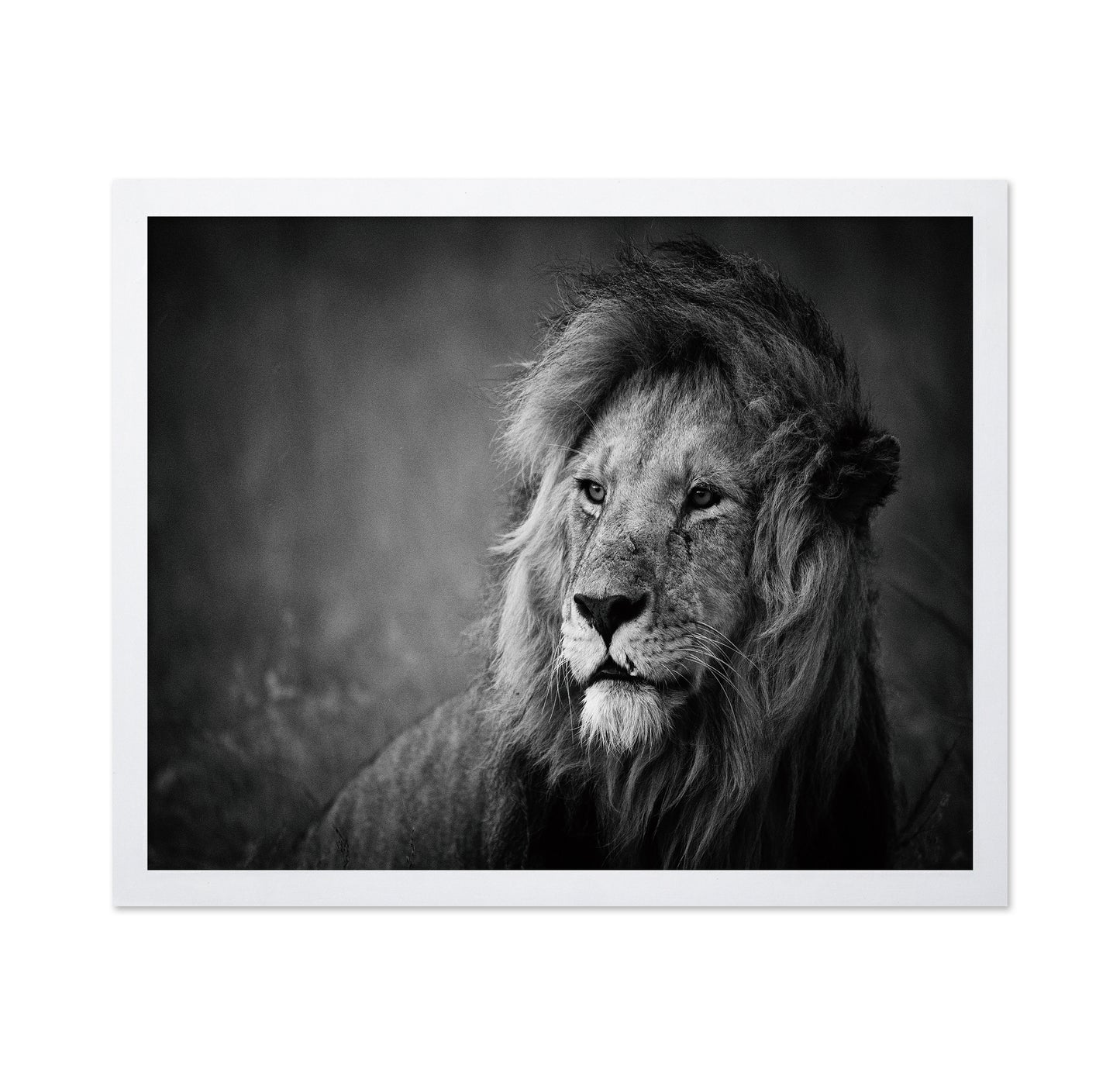 Majestic Lion Portrait