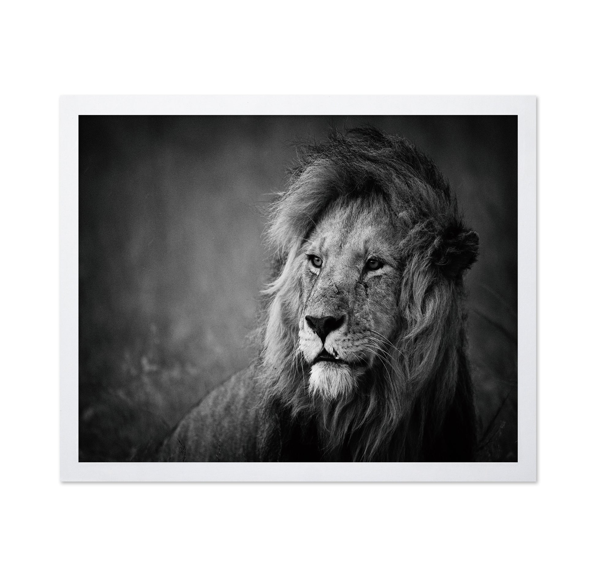 Majestic Lion Portrait