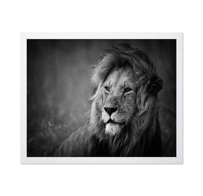 Majestic Lion Portrait