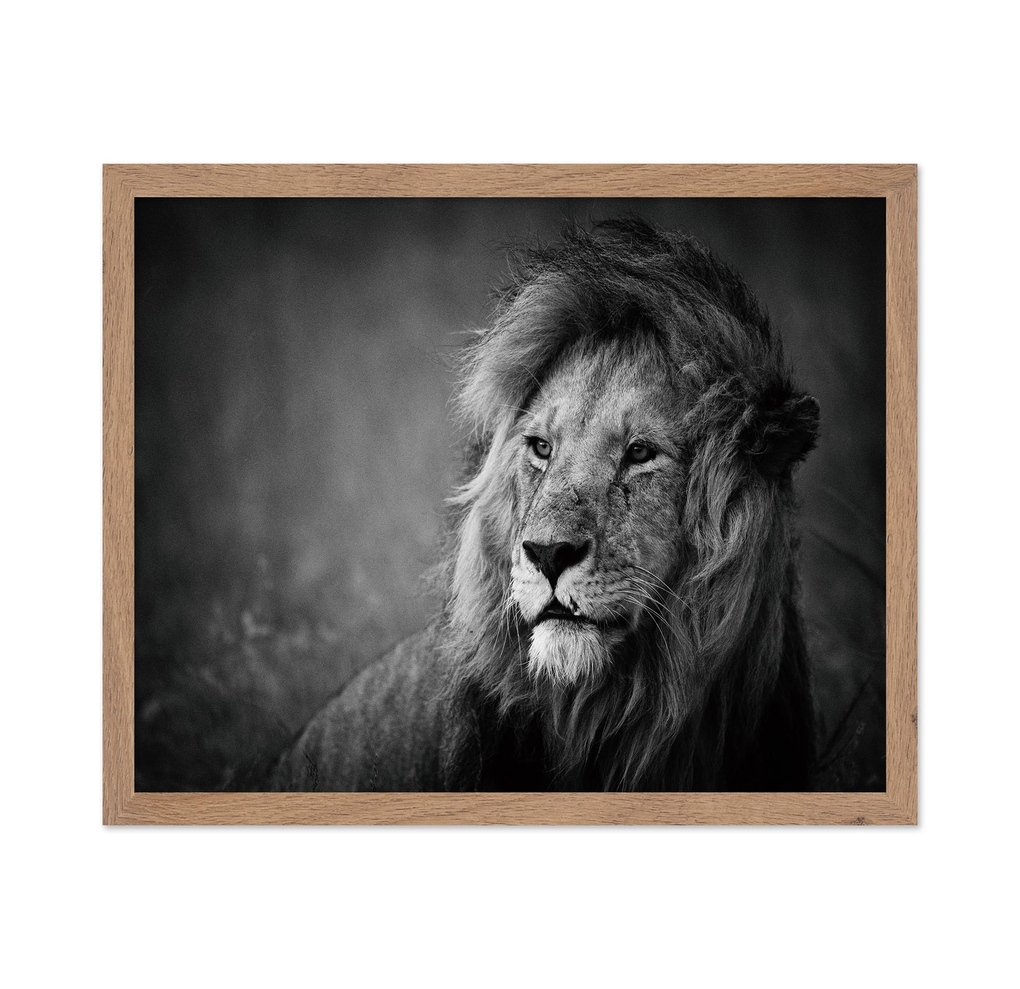 Majestic Lion Portrait