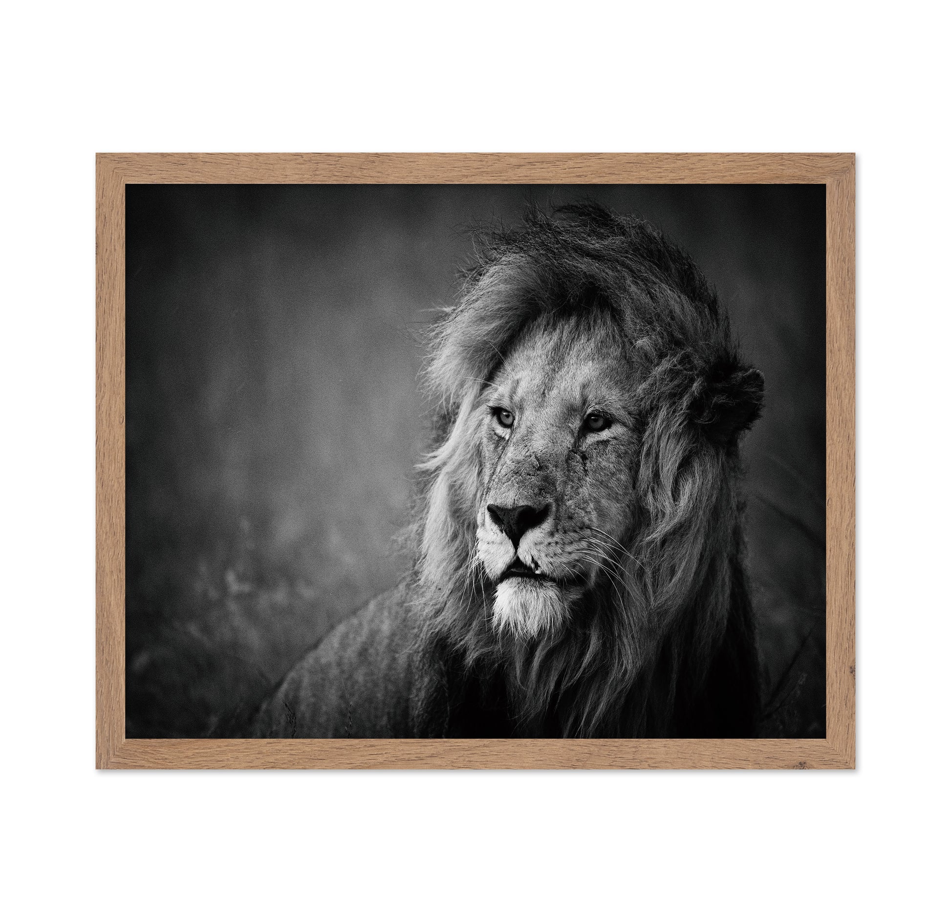 Majestic Lion Portrait