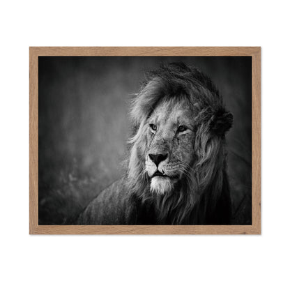 Majestic Lion Portrait