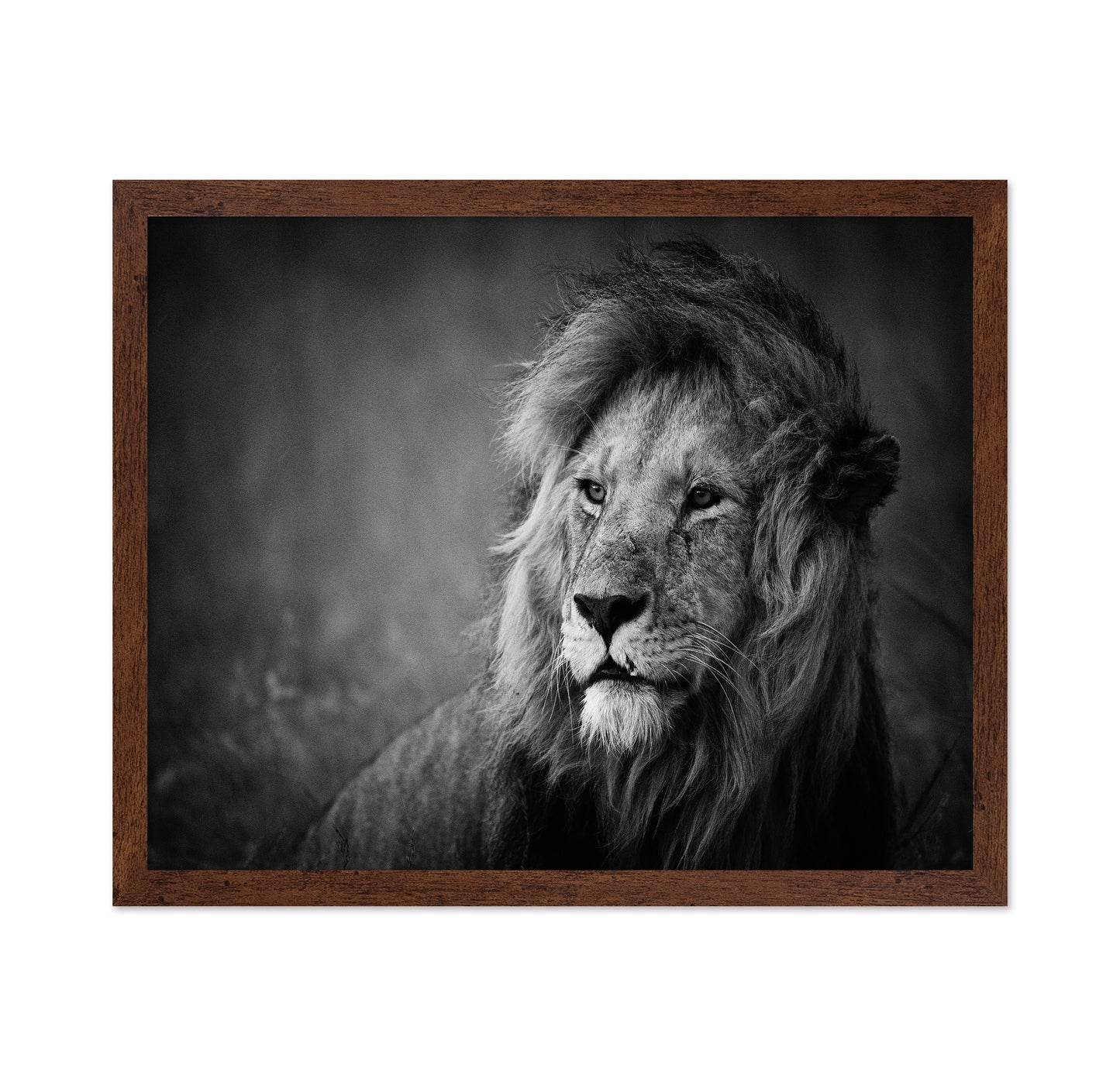Majestic Lion Portrait