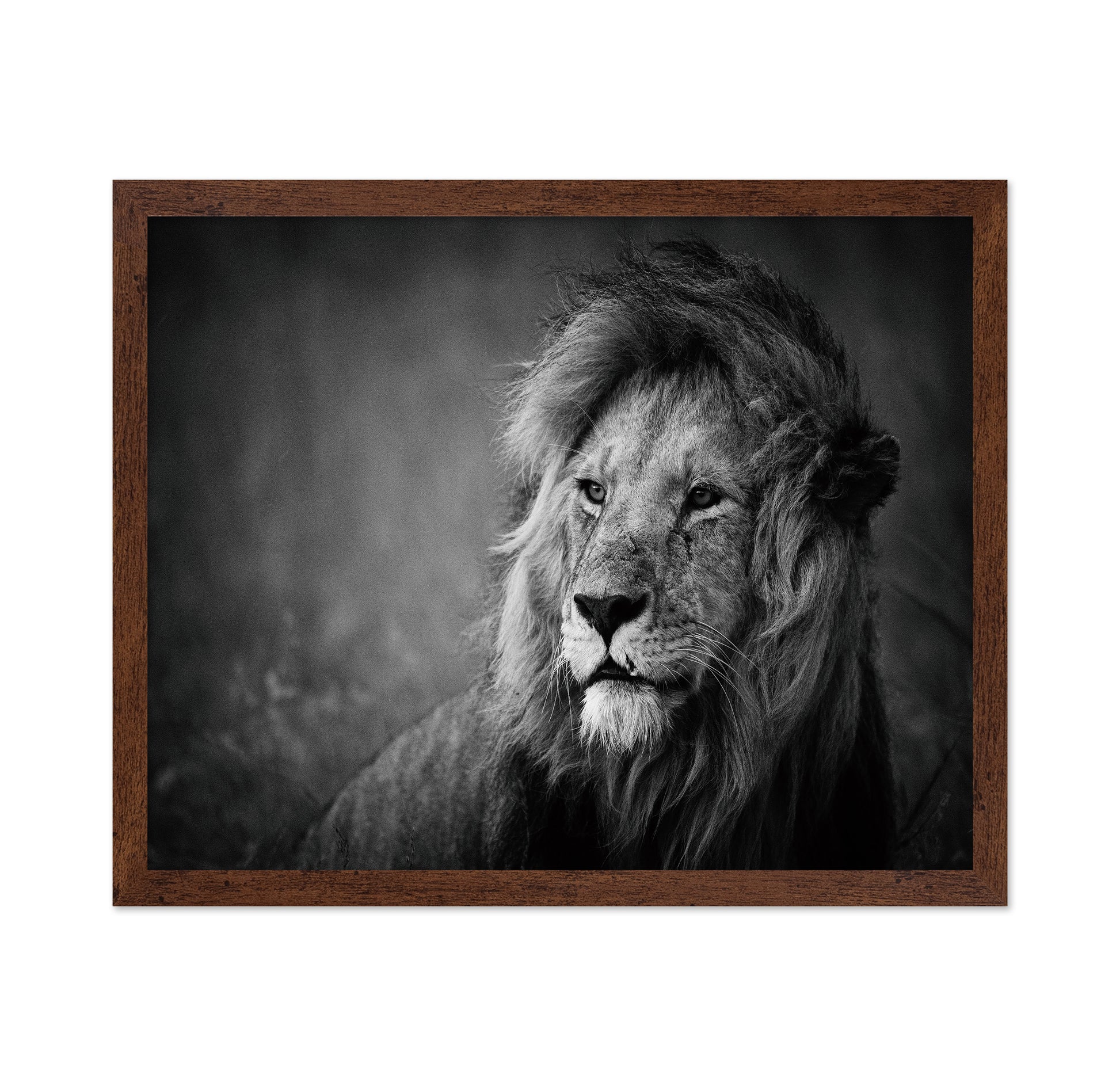 Majestic Lion Portrait