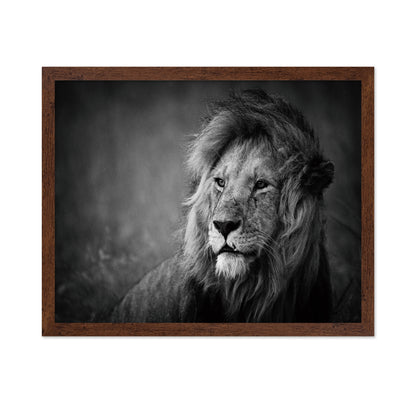 Majestic Lion Portrait