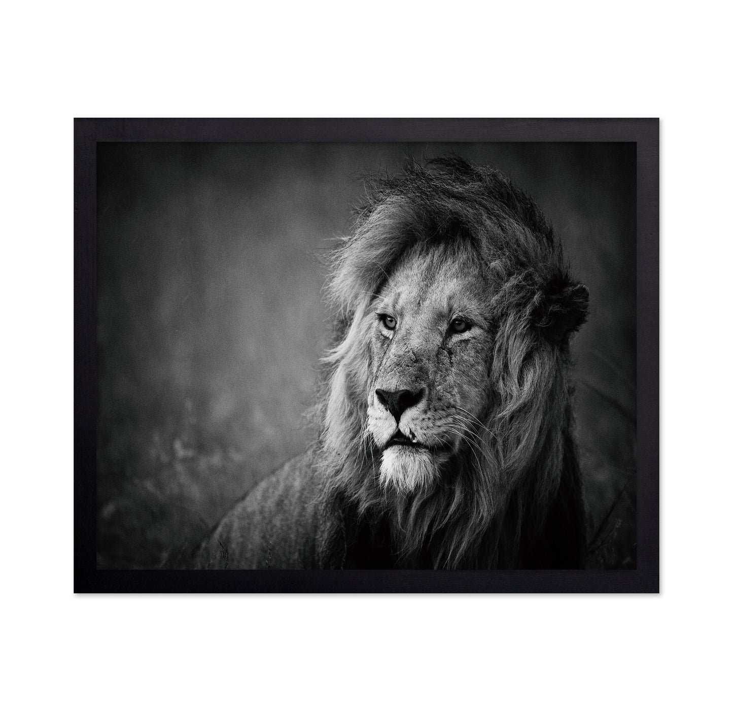 Majestic Lion Portrait