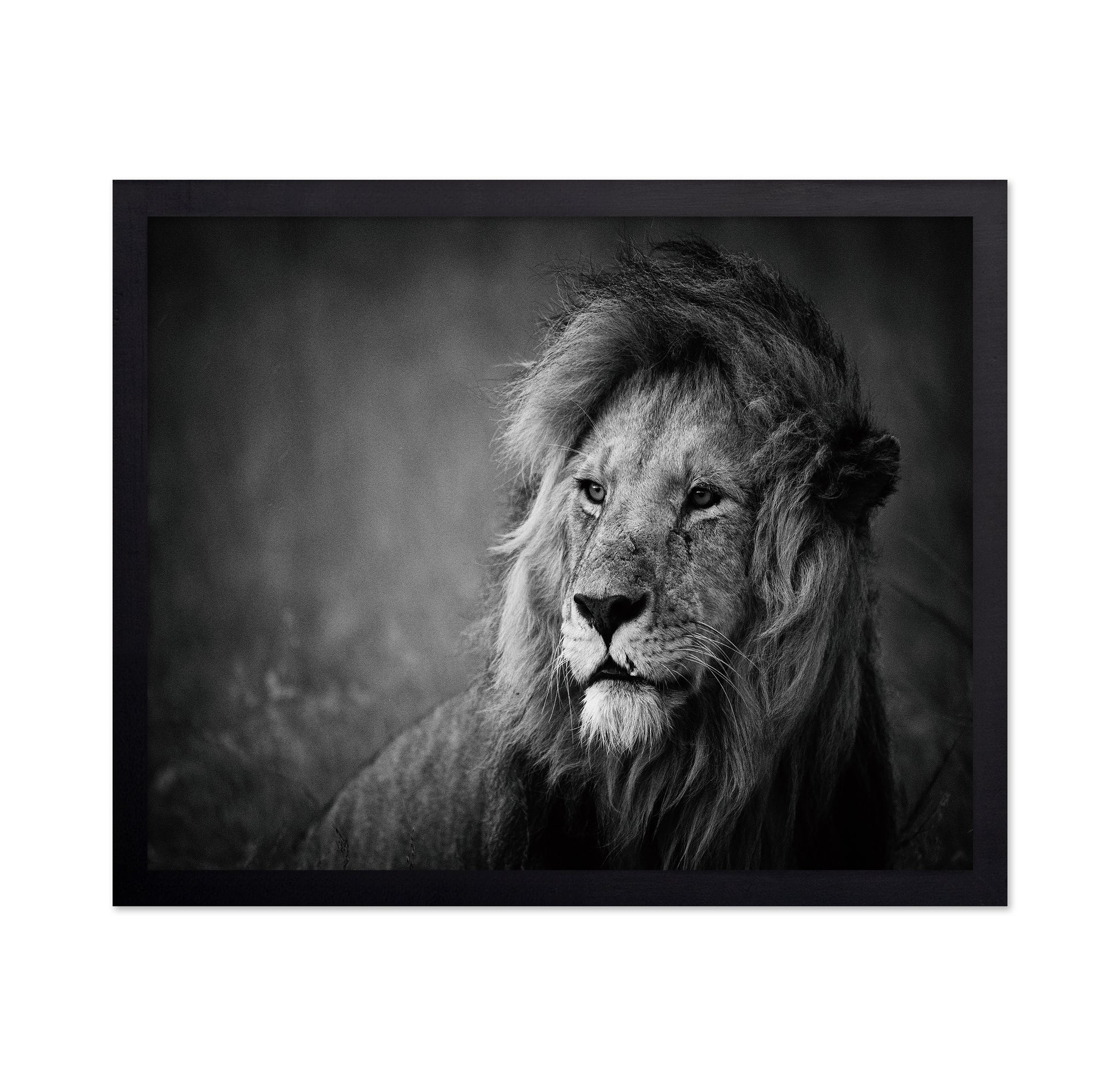 Majestic Lion Portrait