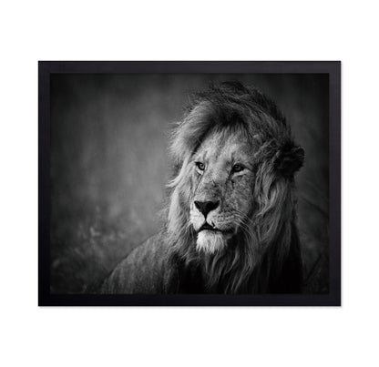 Majestic Lion Portrait
