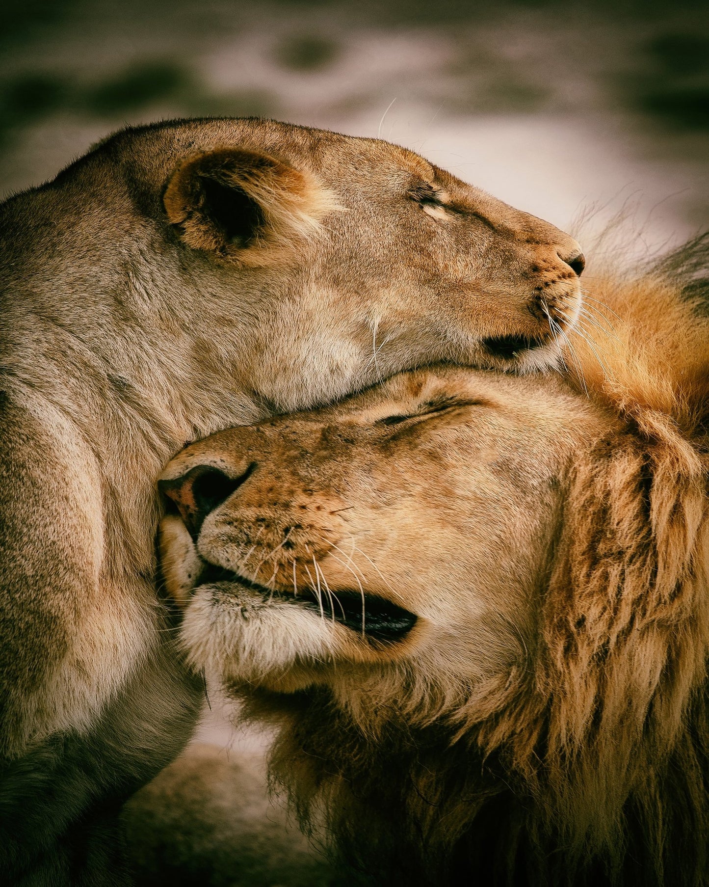 Lion Couple Bond No1
