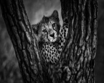 Cheetah Cub In Tree