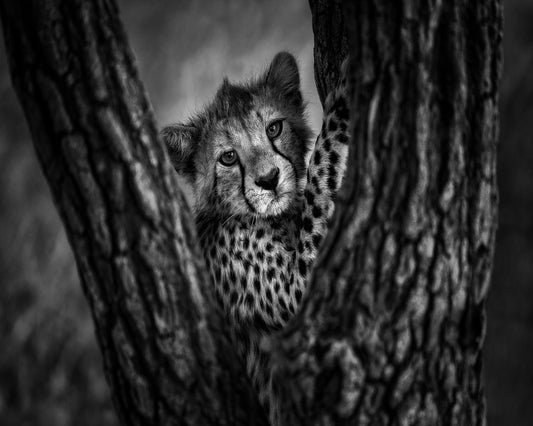 Cheetah Cub In Tree