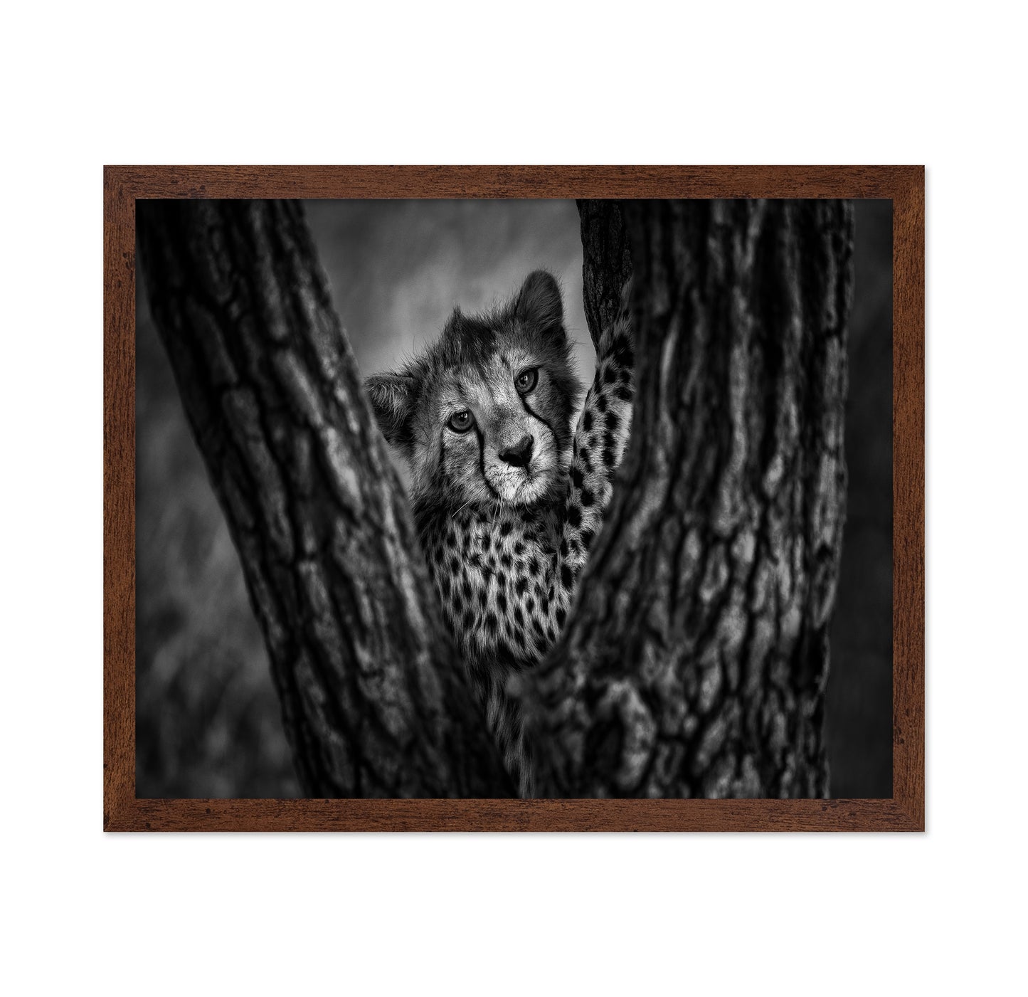 Cheetah Cub In Tree