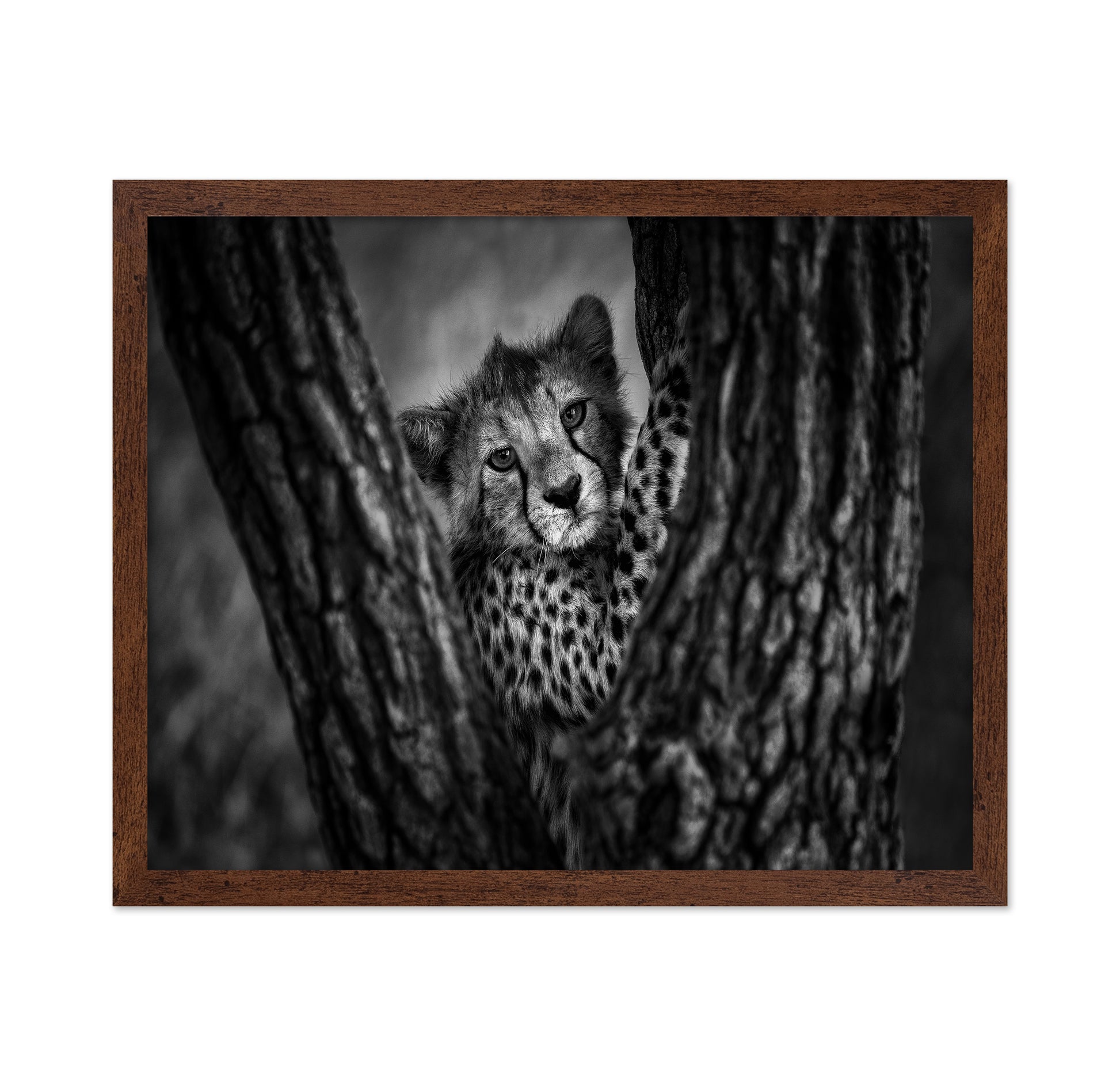 Cheetah Cub In Tree