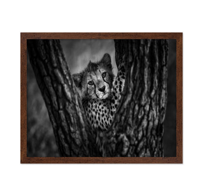 Cheetah Cub In Tree