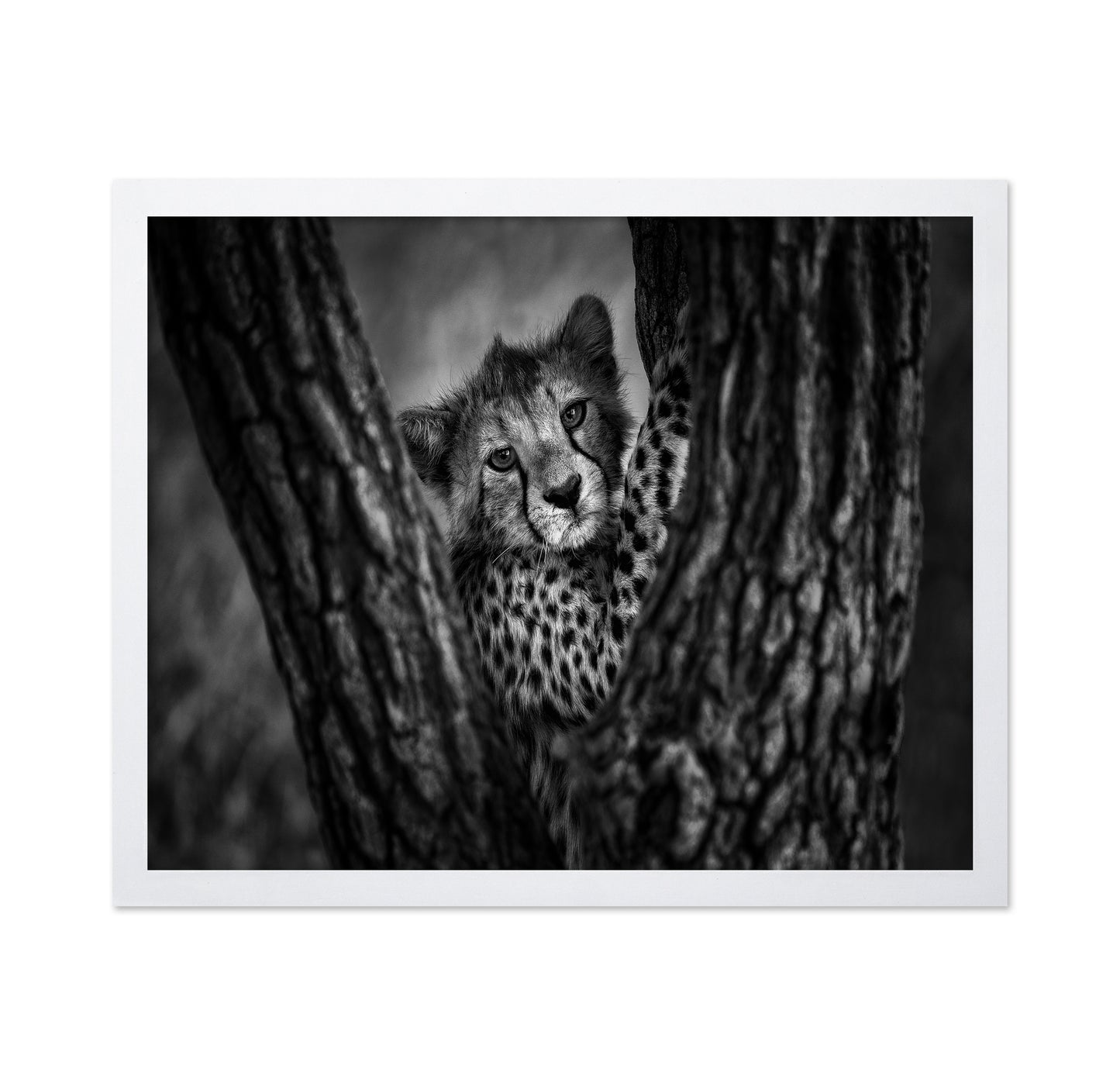 Cheetah Cub In Tree