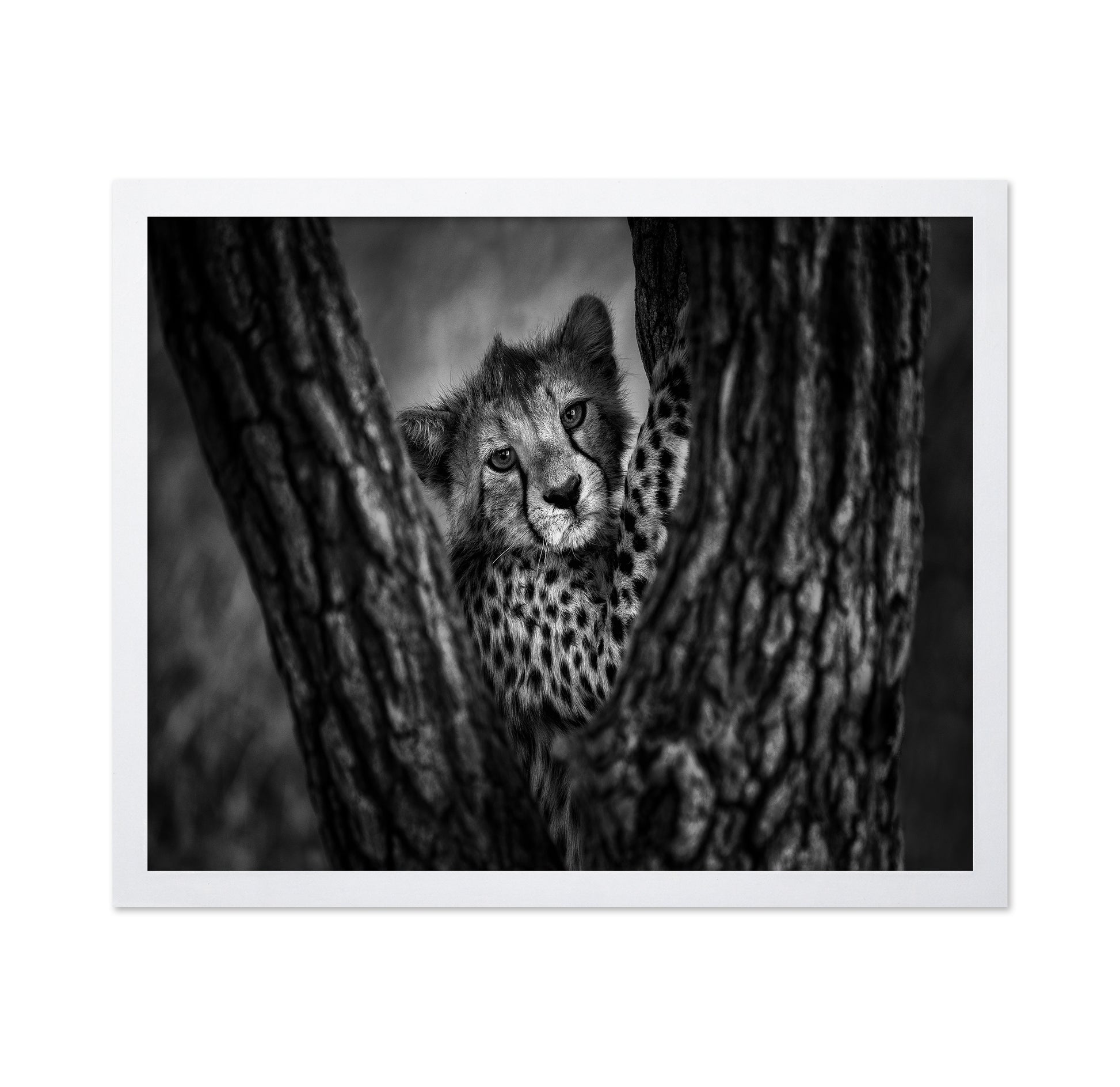 Cheetah Cub In Tree