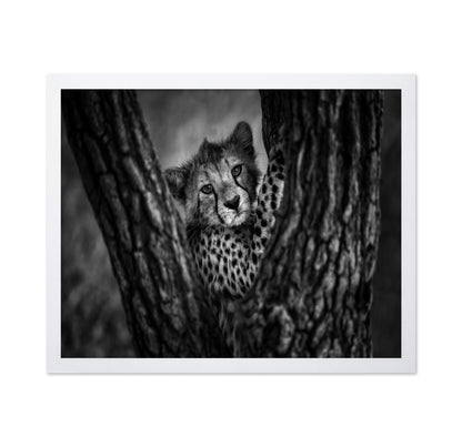 Cheetah Cub In Tree