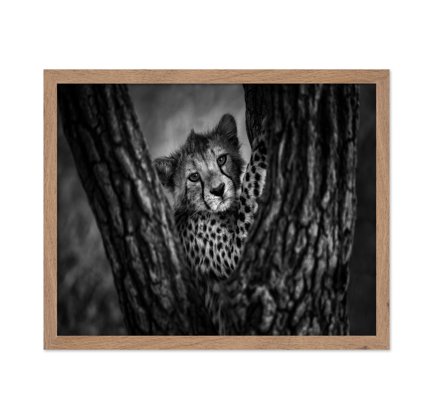Cheetah Cub In Tree