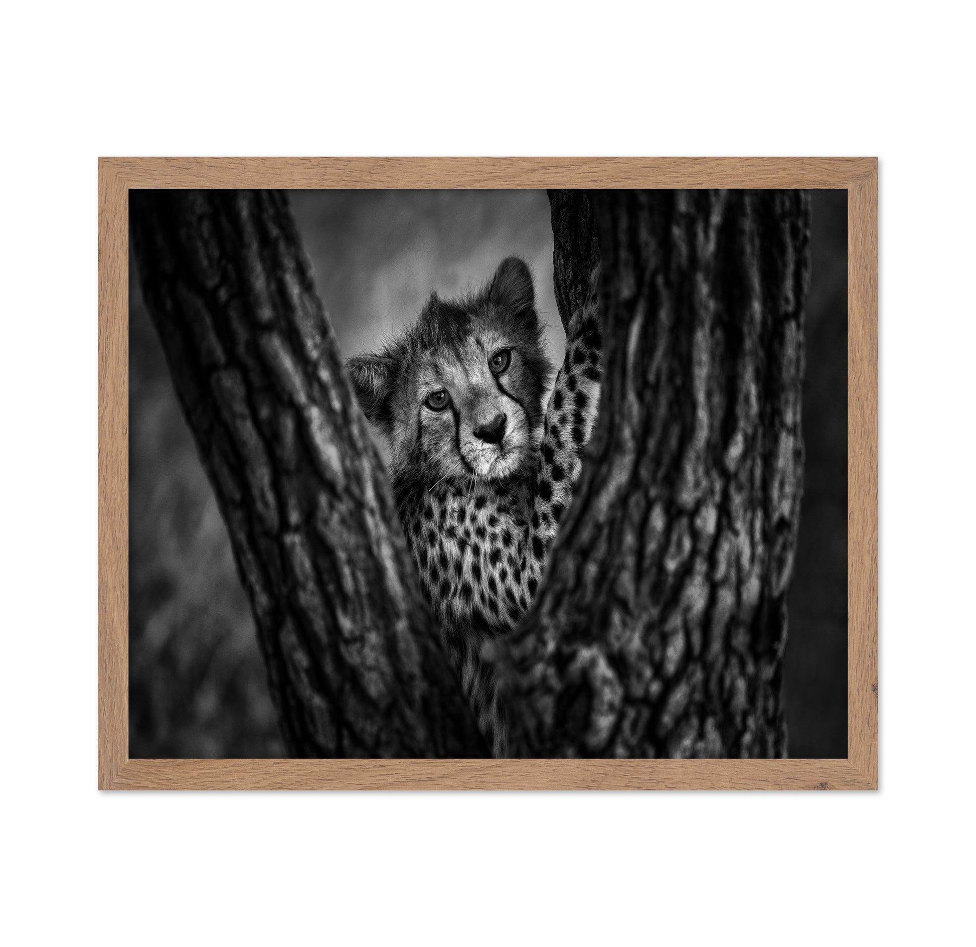 Cheetah Cub In Tree