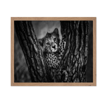 Cheetah Cub In Tree