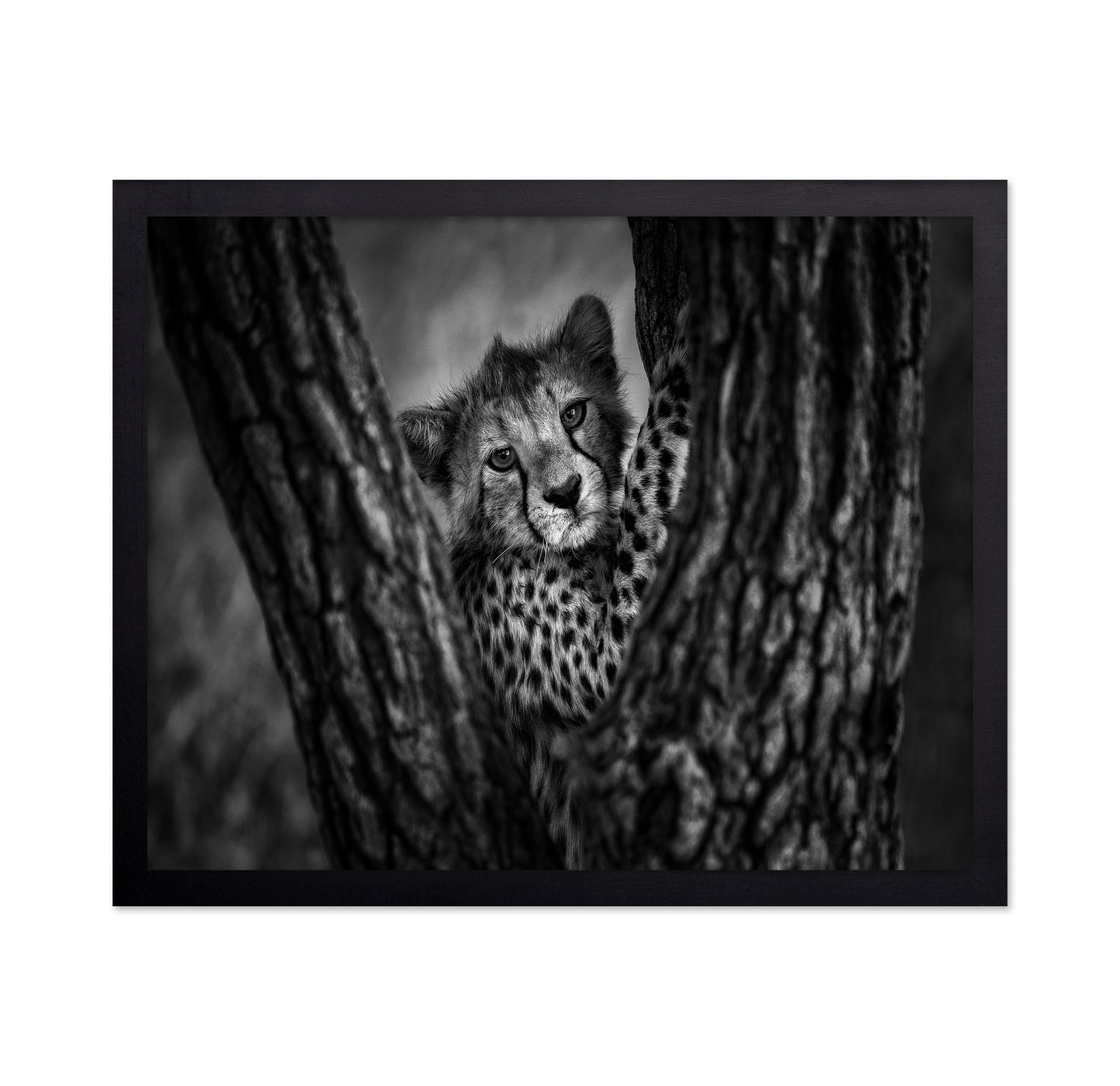 Cheetah Cub In Tree