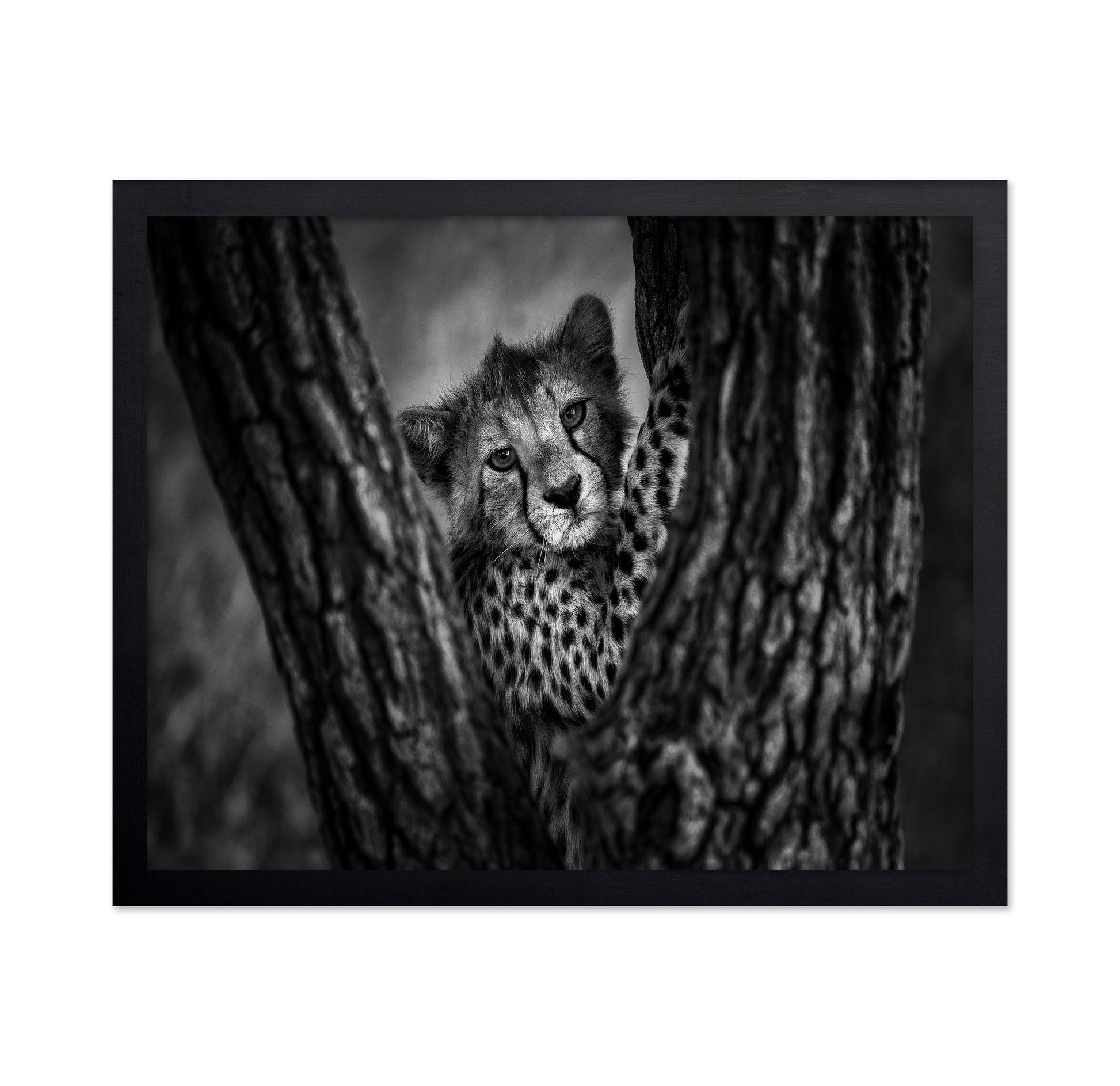 Cheetah Cub In Tree