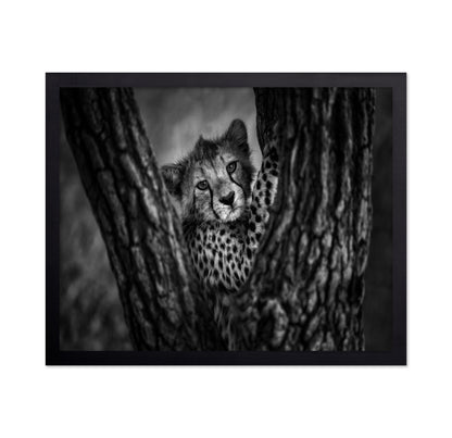 Cheetah Cub In Tree