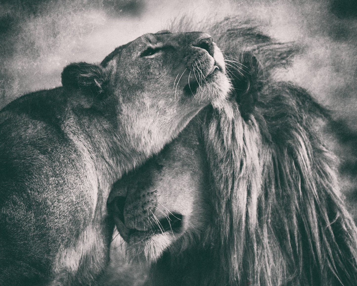 Lion Pair Bond