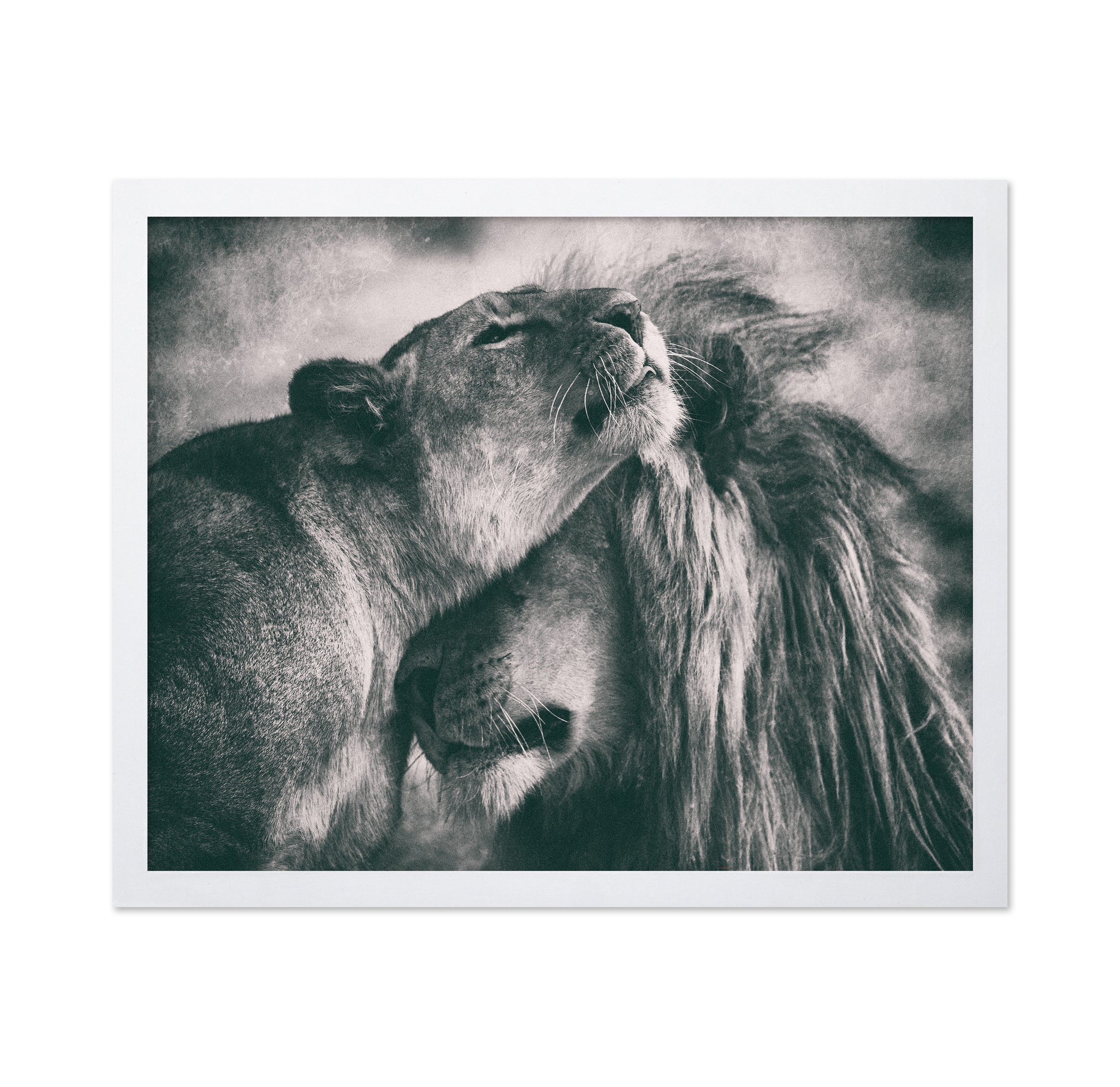 Lion Pair Bond