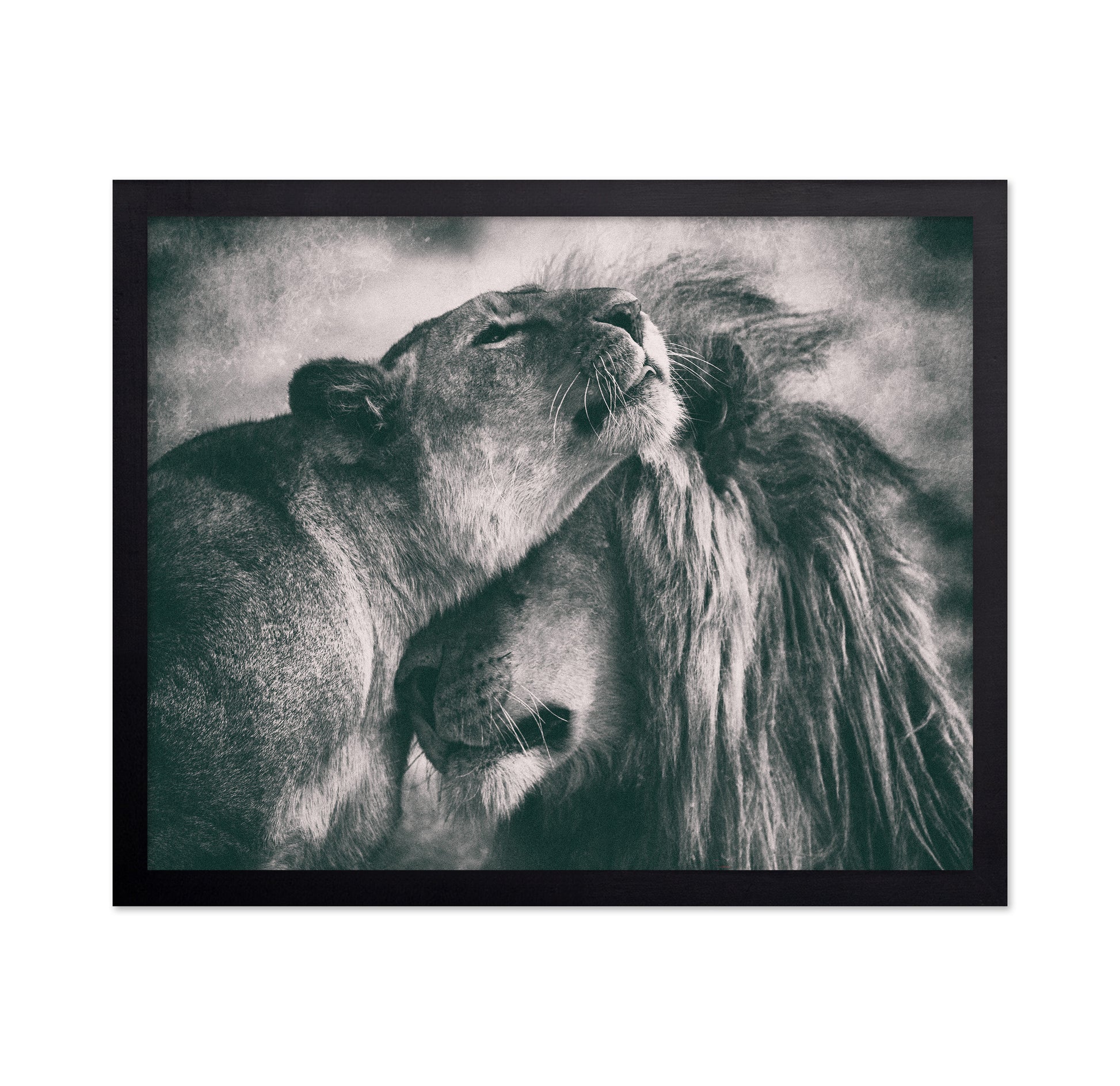 Lion Pair Bond