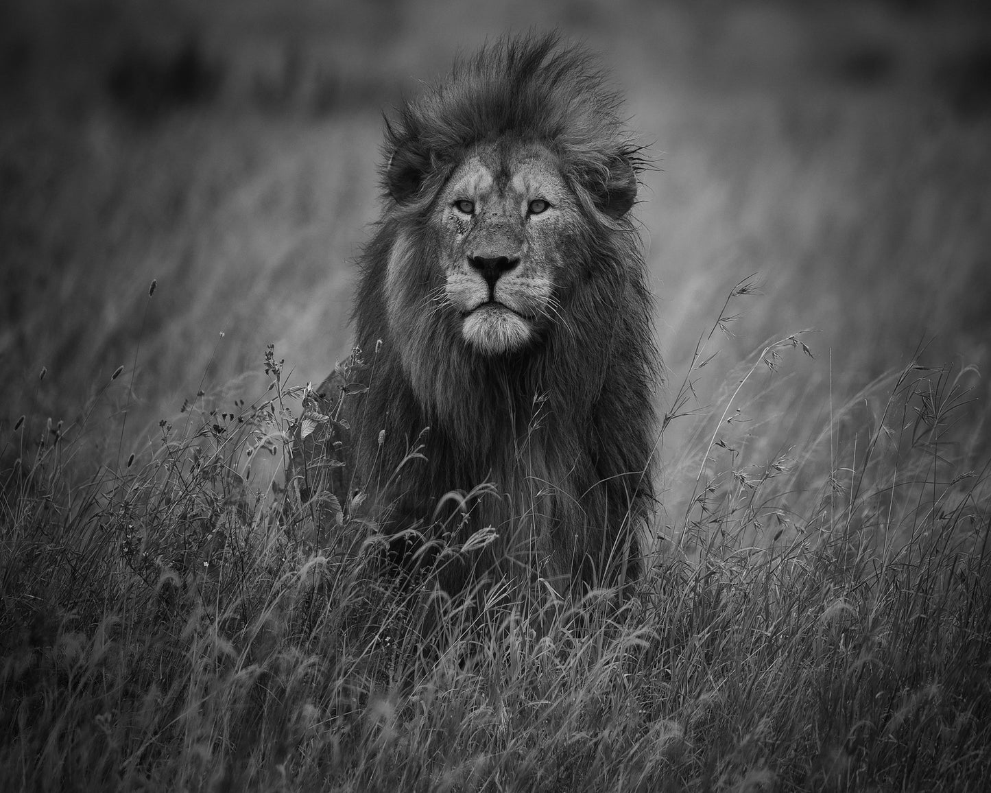 Lion In Tall Grass
