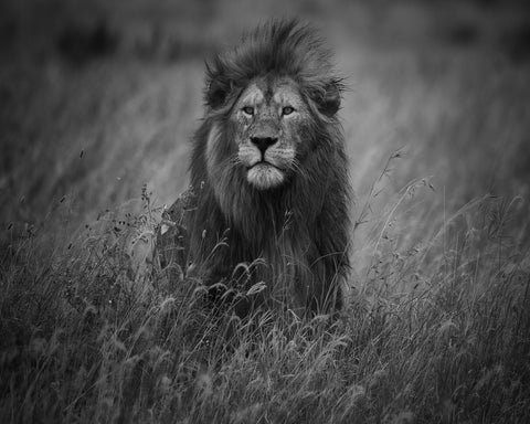 Lion In Tall Grass