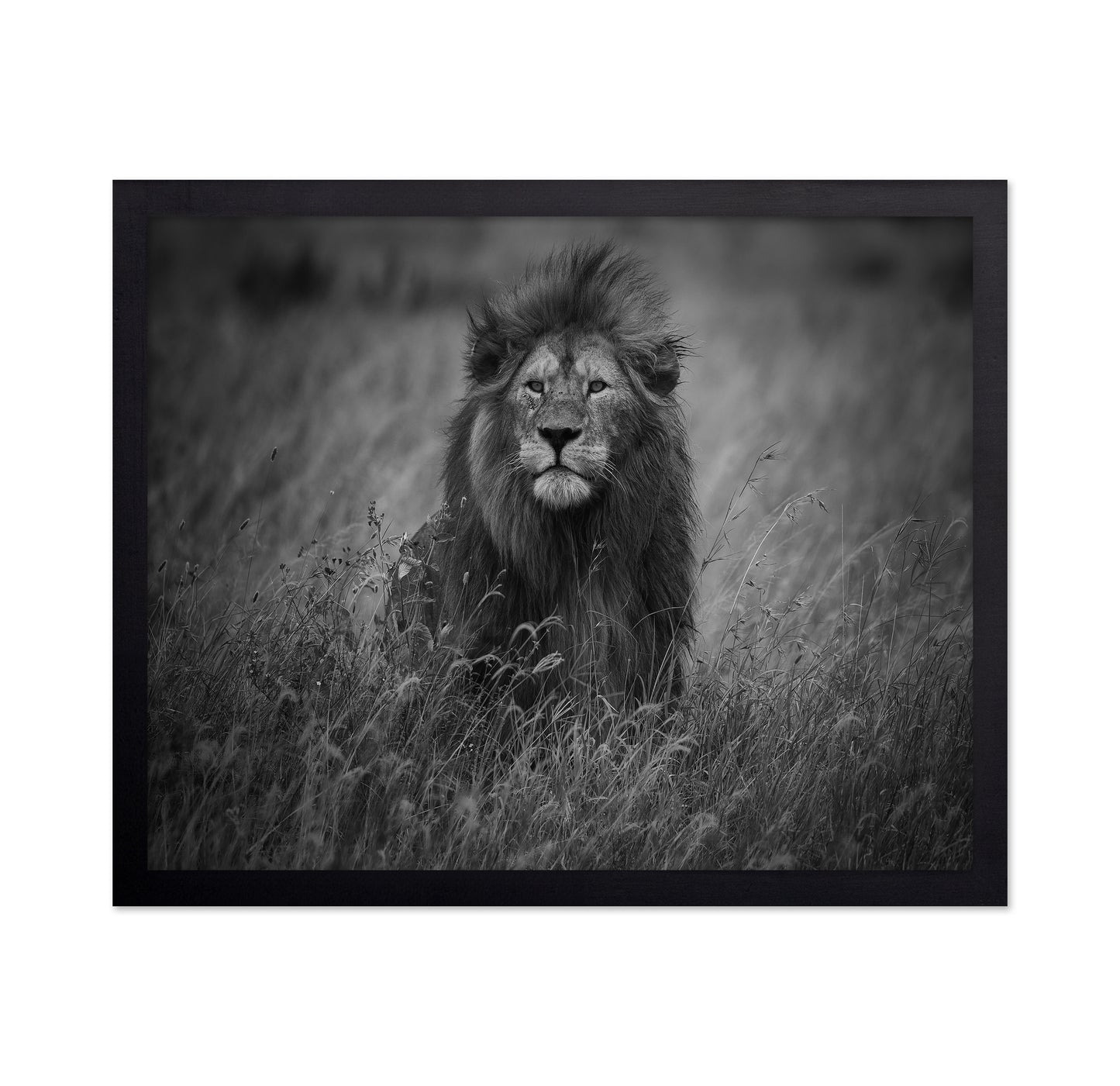 Lion In Tall Grass