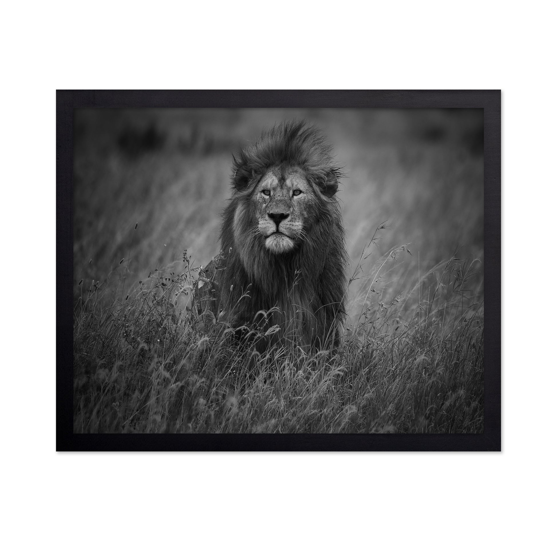 Lion In Tall Grass